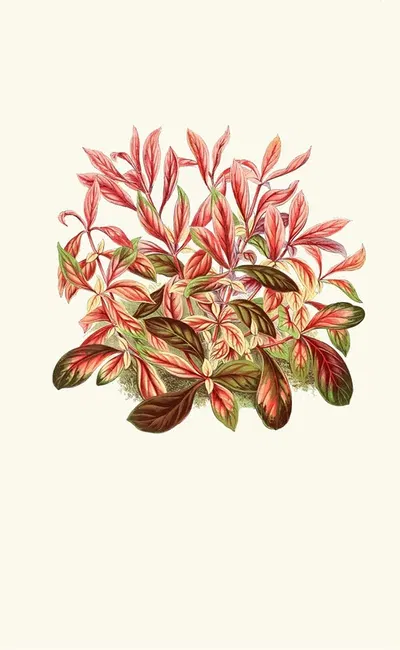 Alternanthera Sessilis by Edward Joseph Lowe, 1867-1870 — digital art print download