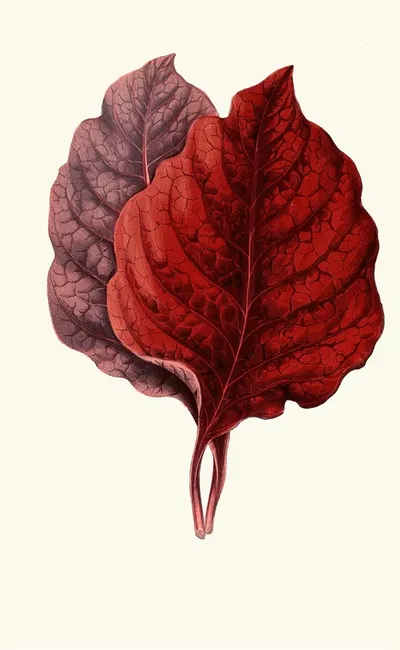 Amarantus Melancholicus by Edward Joseph Lowe, 1867-1870 — digital art print download
