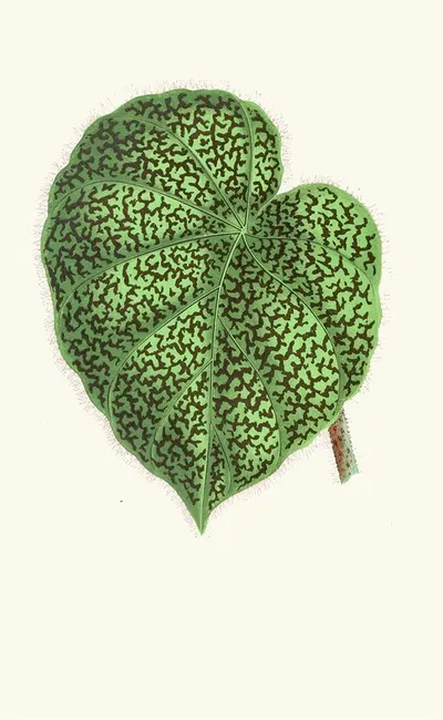 Begonia Daedalea by Edward Joseph Lowe, 1867-1870 — digital art print download