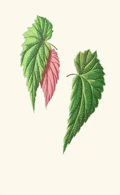 Begonia Falcifolia by Edward Joseph Lowe, 1867-1870 — digital art print download