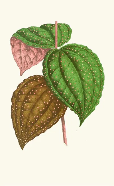 Bertolonia Guttata by Edward Joseph Lowe, 1867-1870 — digital art print download