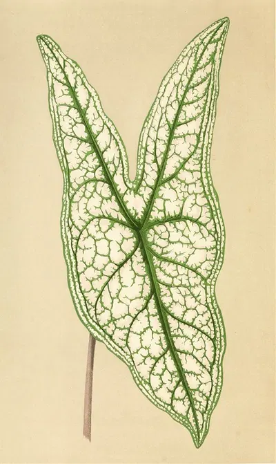 Caladium Belleymii by Edward Joseph Lowe, 1867-1870 — digital art print download