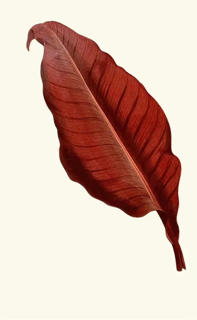 Canna Atronigricans by Edward Joseph Lowe, 1867-1870 — digital art print download