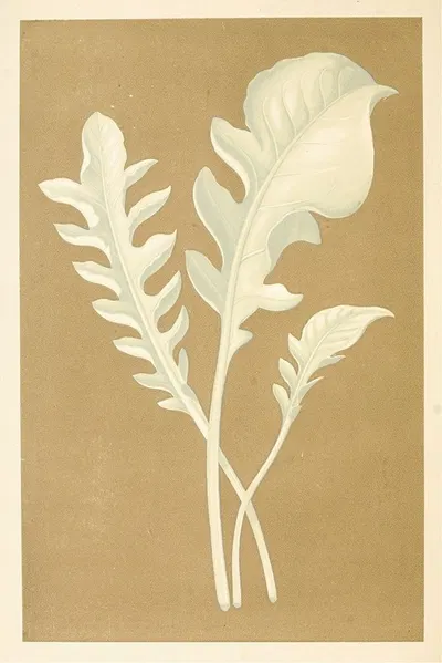 Centaurea Candidissima by Edward Joseph Lowe, 1867-1870 — digital art print download