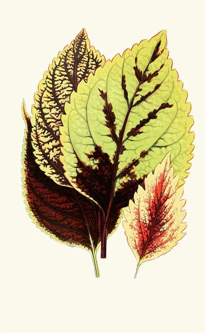 Coleus Blumei by Edward Joseph Lowe, 1867-1870 — digital art print download