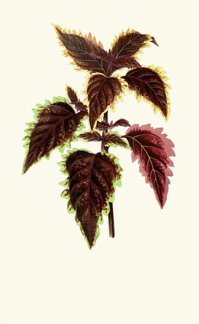 Coleus Verschaffelt by Edward Joseph Lowe, 1867-1870 — digital art print download