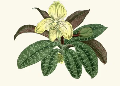 Cypripedium Concolor by Edward Joseph Lowe, 1867-1870 — digital art print download