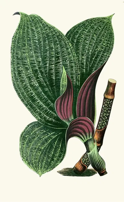 Dichorisandra Mosaica by Edward Joseph Lowe, 1867-1870 — digital art print download