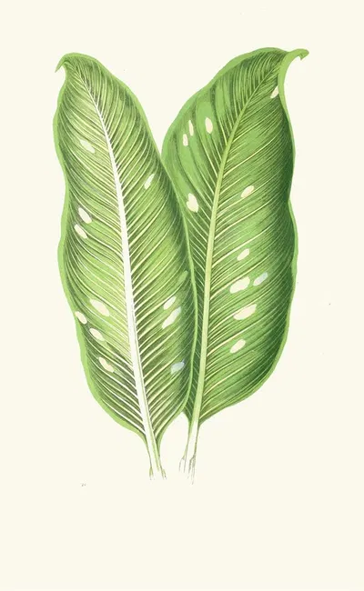 Dieffenbachia Baraquiniana by Edward Joseph Lowe, 1867-1870 — digital art print download