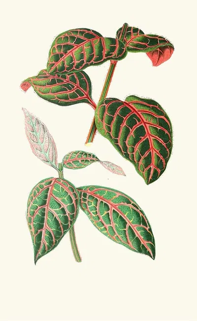 Eranthemum Sanguinolentum by Edward Joseph Lowe, 1867-1870 — digital art print download