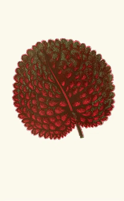 Gesneria Exoniensis by Edward Joseph Lowe, 1867-1870 — digital art print download