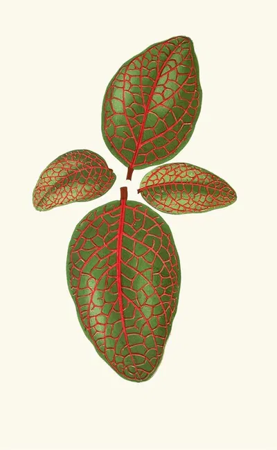 Gymnostachyum Verschaffeltti by Edward Joseph Lowe, 1867-1870 — digital art print download