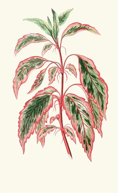 Hibiscus Cooperi by Edward Joseph Lowe, 1867-1870 — digital art print download