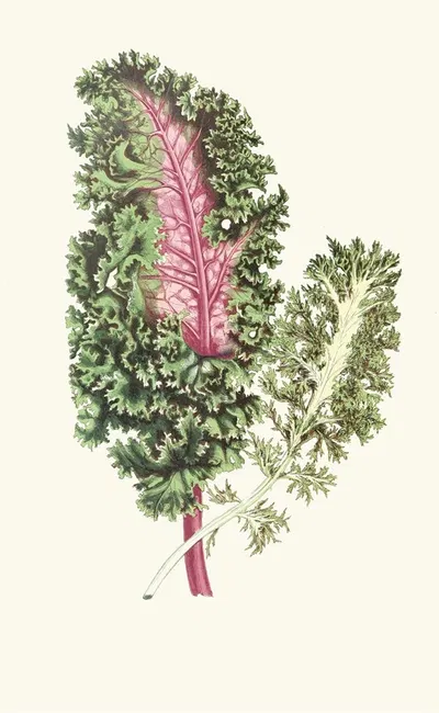 Les plantes by Edward Joseph Lowe, 1867-1870 — digital art print download