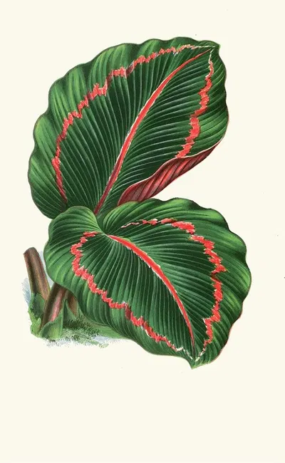 Maranta Roseo-Picta by Edward Joseph Lowe, 1867-1870 — digital art print download