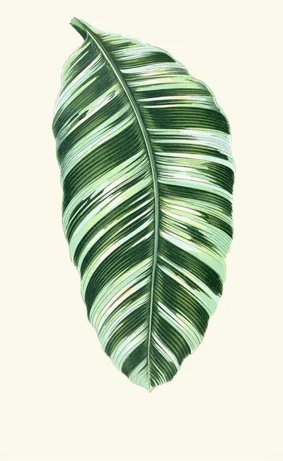 Musa Vittata by Edward Joseph Lowe, 1867-1870 — digital art print download