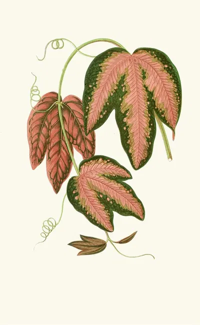 Passiflora Trifasciata by Edward Joseph Lowe, 1867-1870 — digital art print download