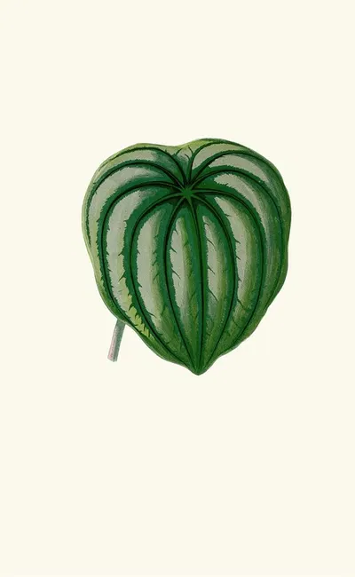 Peperomia Argyrea by Edward Joseph Lowe, 1867-1870 — digital art print download