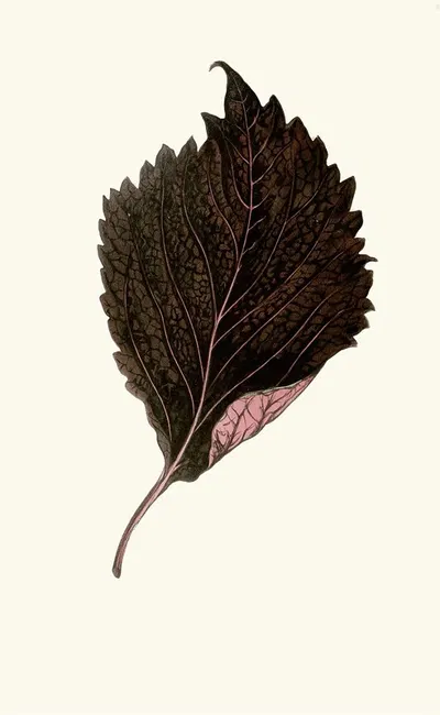 Perilla Nankinensis by Edward Joseph Lowe, 1867-1870 — digital art print download