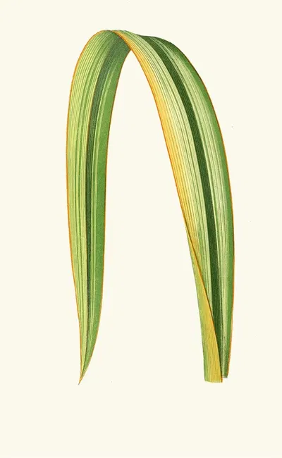 Phormium Tenax by Edward Joseph Lowe, 1867-1870 — digital art print download