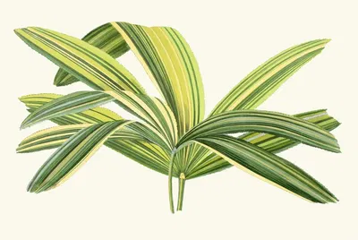Rhapis Flabelliformis by Edward Joseph Lowe, 1867-1870 — digital art print download