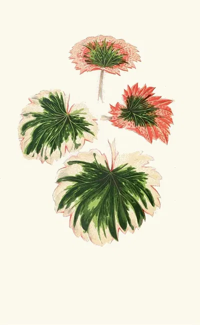 Saxifraga Fortunei by Edward Joseph Lowe, 1867-1870 — digital art print download