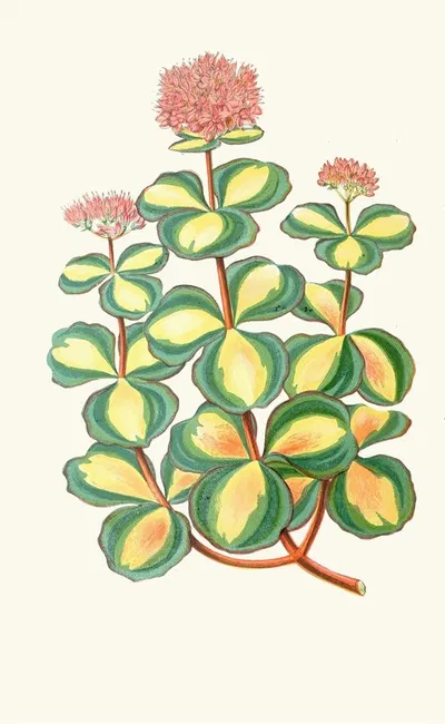 Sedum Sieboldii by Edward Joseph Lowe, 1867-1870 — digital art print download