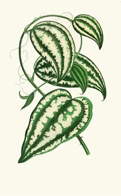 Smilax Macrophylla by Edward Joseph Lowe, 1867-1870 — digital art print download
