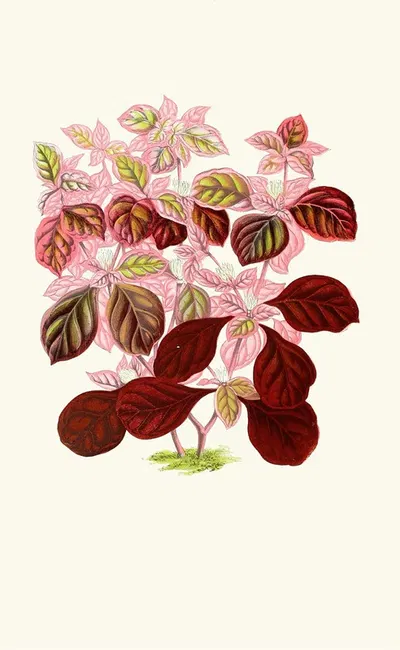 Telanthera Ficoidea by Edward Joseph Lowe, 1867-1870 — digital art print download