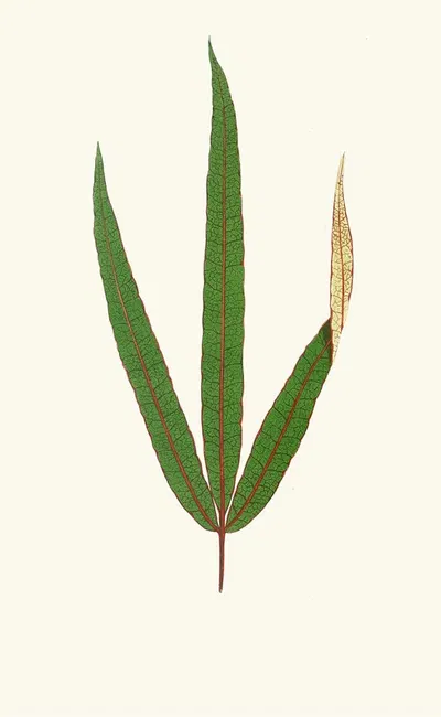 Terminalia Elegans by Edward Joseph Lowe, 1867-1870 — digital art print download