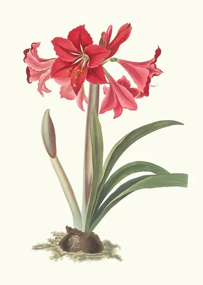 Amaryllis Johnsoni. by Priscilla Susan Bury, 1834 — digital art print download
