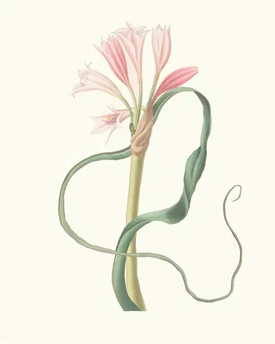 Amaryllis Longifolia (Glauca) by Priscilla Susan Bury, 1834 — digital art print download
