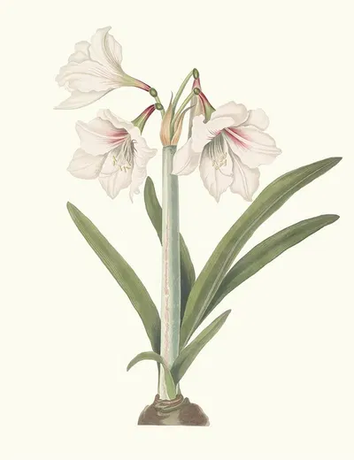 Amaryllis Picta. by Priscilla Susan Bury, 1834 — digital art print download