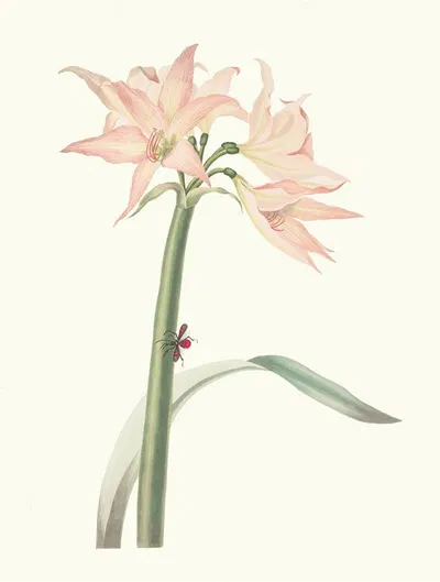 Amaryllis Pulverulenta by Priscilla Susan Bury, 1834 — digital art print download