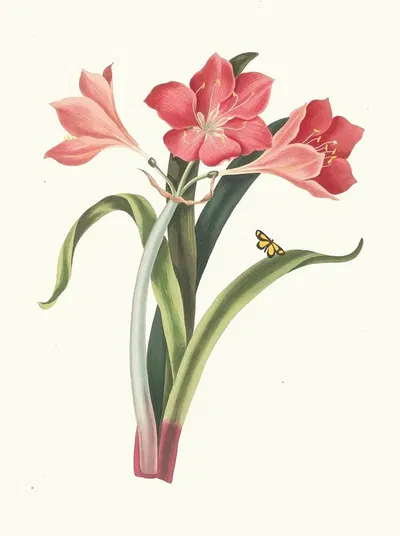 Amaryllis Purpurea (Major) by Priscilla Susan Bury, 1834 — digital art print download