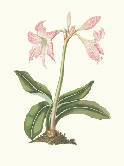 Amaryllis Steilatafolia by Priscilla Susan Bury, 1834 — digital art print download
