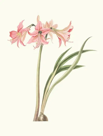 Amaryllis Stilosa by Priscilla Susan Bury, 1834 — digital art print download