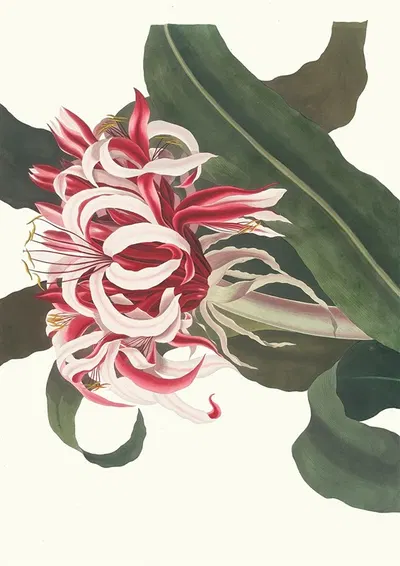 Crinium Augustum. [Queen Emma] by Priscilla Susan Bury, 1834 — digital art print download