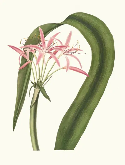 Crinum Cruentum by Priscilla Susan Bury, 1834 — digital art print download