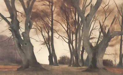 Bøgetræer i Ermelunden by Peter Ilsted, 1924 — digital art print download