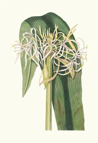 Crinum Declinatum by Priscilla Susan Bury, 1834 — digital art print download