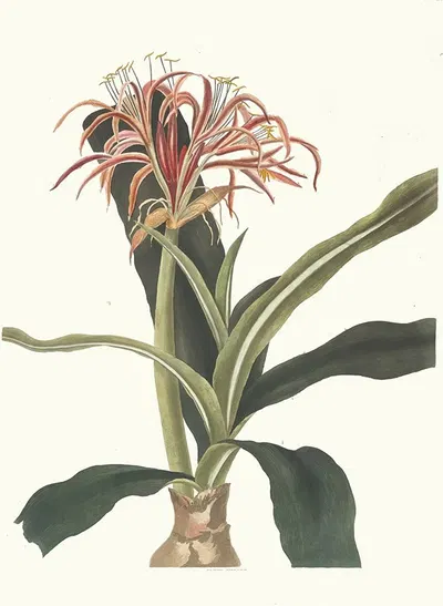 Crinum Hybridum, Pedunculatum And Zeylanicum by Priscilla Susan Bury, 1834 — digital art print download