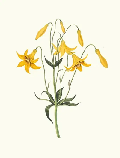Lilium Canadense. [Canada Lily, Wild Yellow Lily] by Priscilla Susan Bury, 1834 — digital art print download