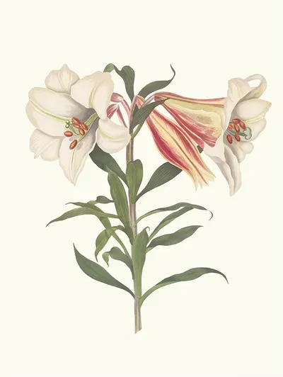Lilium Japonicum. by Priscilla Susan Bury, 1834 — digital art print download