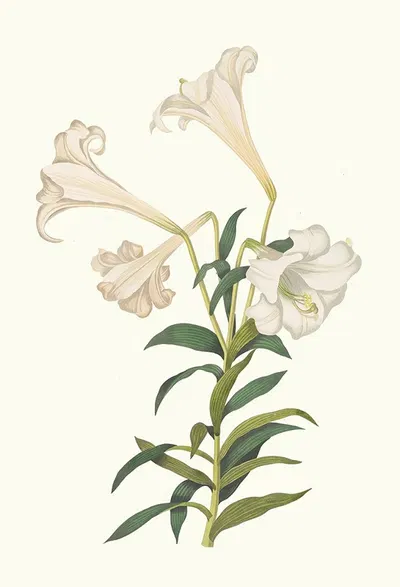 Lilium Longiflorum. by Priscilla Susan Bury, 1834 — digital art print download