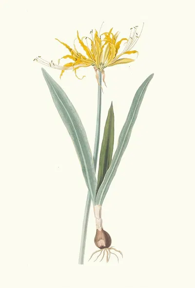 Nerine Aurea. by Priscilla Susan Bury, 1834 — digital art print download