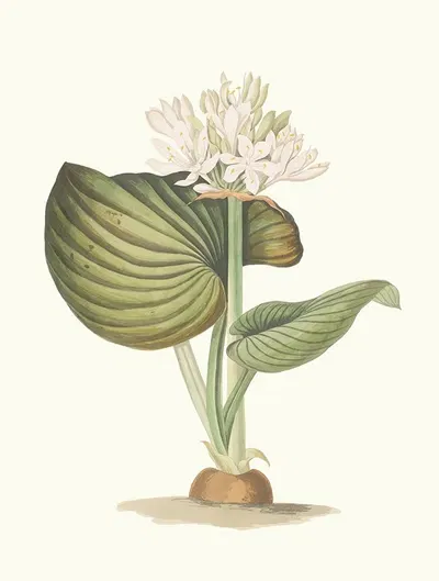 Pancratium Amboinense by Priscilla Susan Bury, 1834 — digital art print download