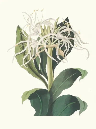 Pancratium Specidsum by Priscilla Susan Bury, 1834 — digital art print download