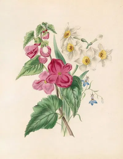 Bignonia Martiana, Narcissus, And Blue Lobelia by Джеймс Акерман, 1847 — digital art print download