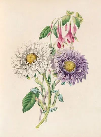 China-Aster And Fuchsia by Джеймс Акерман, 1847 — digital art print download